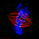Illustration for article titled OMG These Images of the Sub-Microscopic World Are Amazing